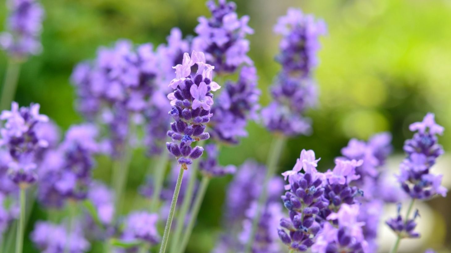 ebdb6729f58c0d8d05554fdf043d0522-1460x820